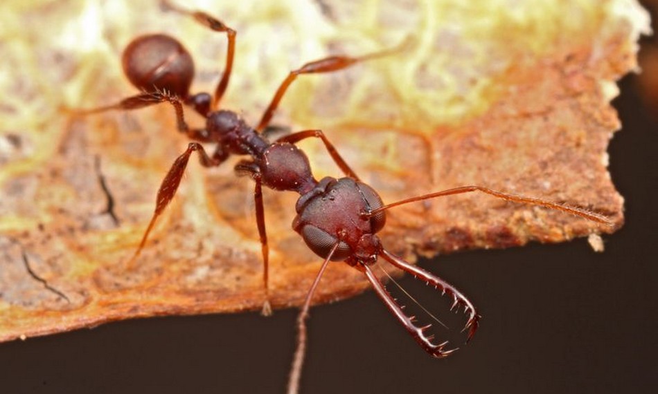 Combien La Fourmi Peut Elle Porter Ces fourmis peuvent fermer leurs mandibules à une vitesse de 80 km/h