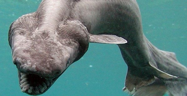 requin lezard créature fonds marins océan 300 dents