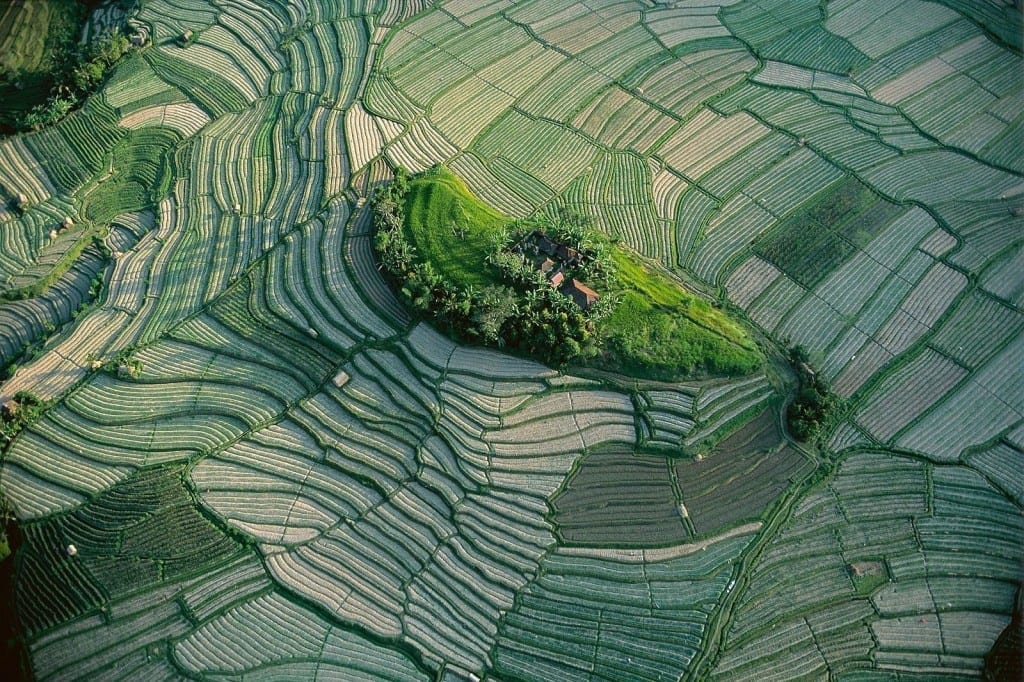 rizière agriculture