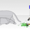 chat schrödinger expérience paradoxe erwin boîte deux boîtes chen wang yale university