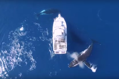Baleines balet dansantes a bosse aquatique drone