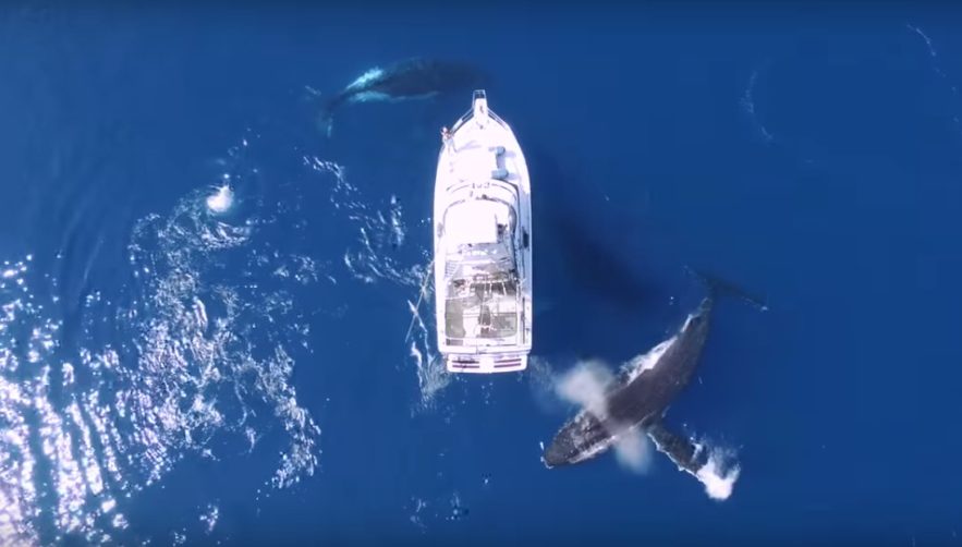 Baleines balet dansantes a bosse aquatique drone