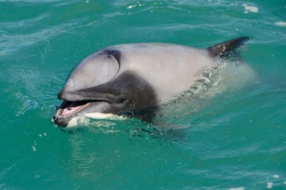 dauphin appris respirer par la bouche évent bloqué fermé survivre capacité adaptation biologie marine