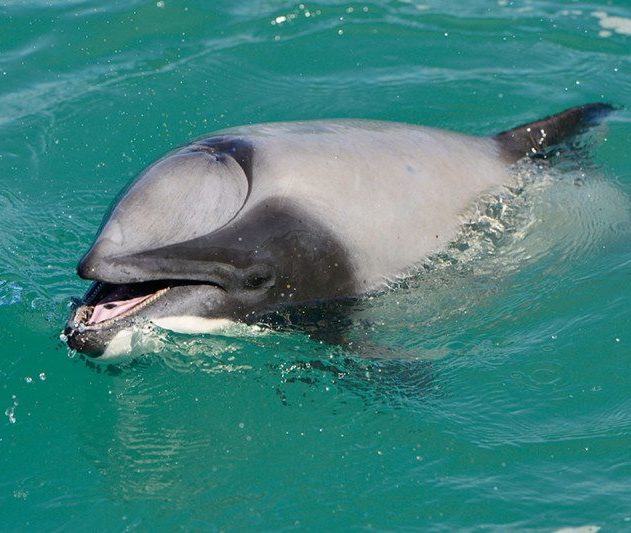 dauphin appris respirer par la bouche évent bloqué fermé survivre capacité adaptation biologie marine