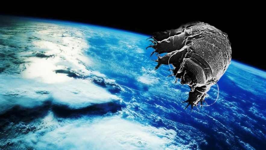 tardigrade organise survie dans l'espace espace