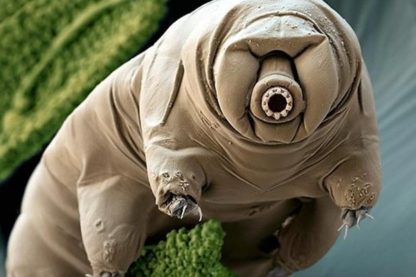 tardigrade organisme extreme survie protéine