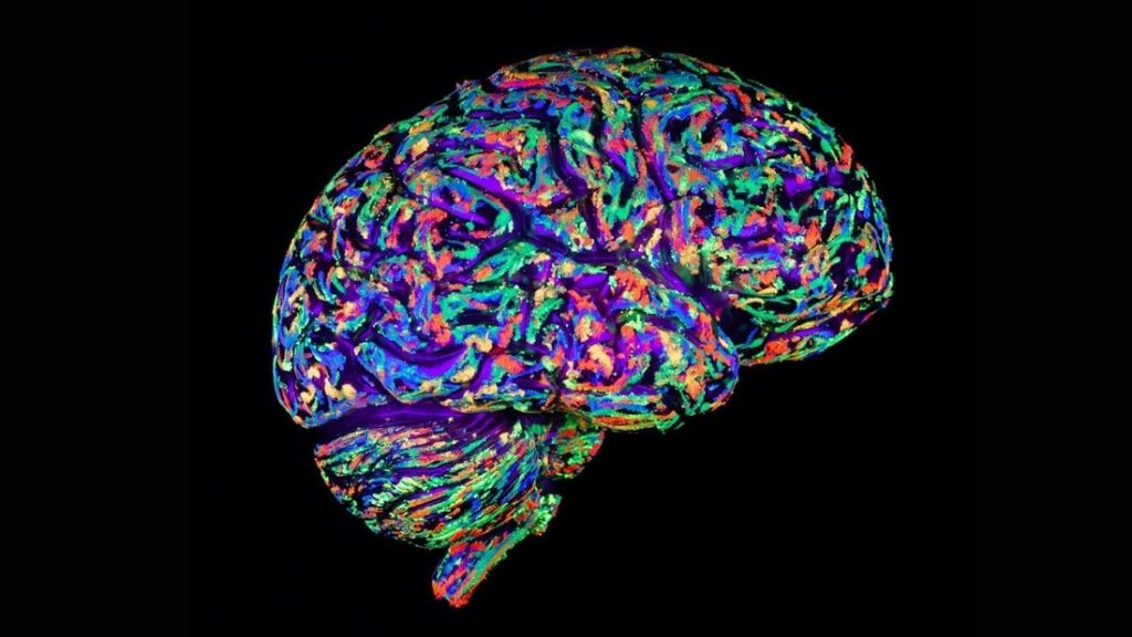 creation de cerveaux humains culture etudier recherches maladies neuronales biologie
