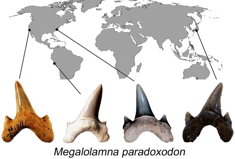 nouveau type de requin prehistorique megalodon