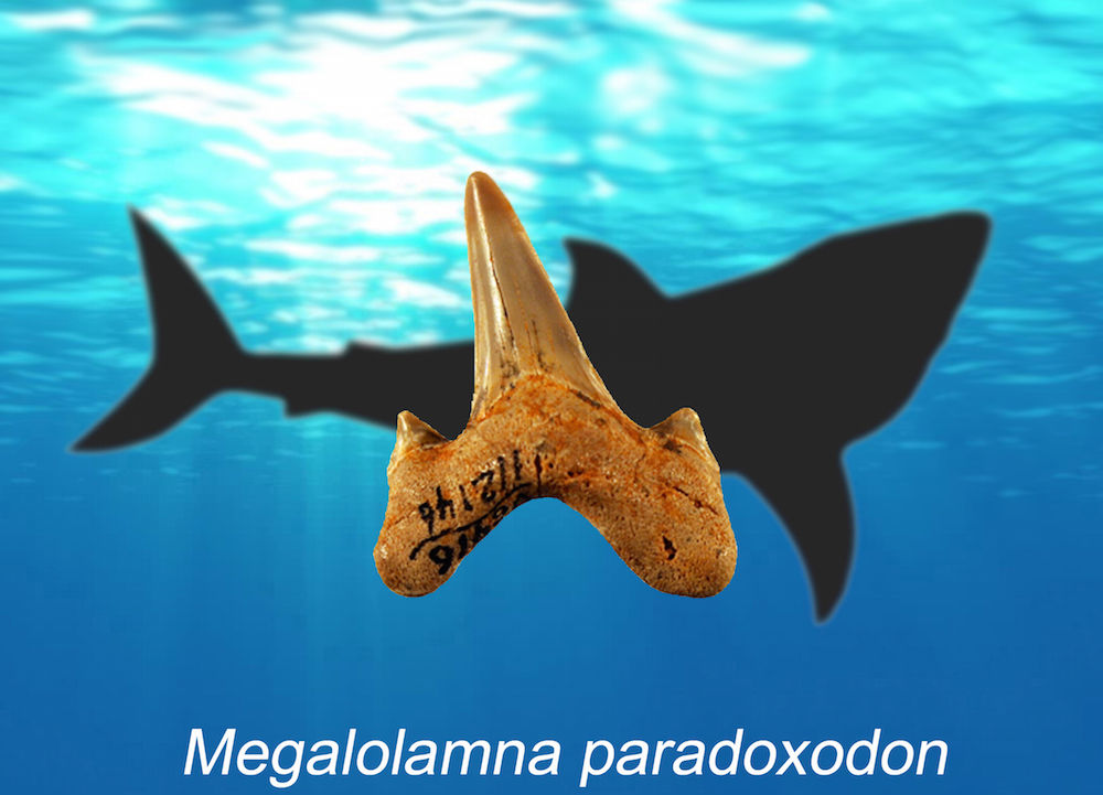 Des mini-requins préhistoriques auraient survécu à la grande extinction
