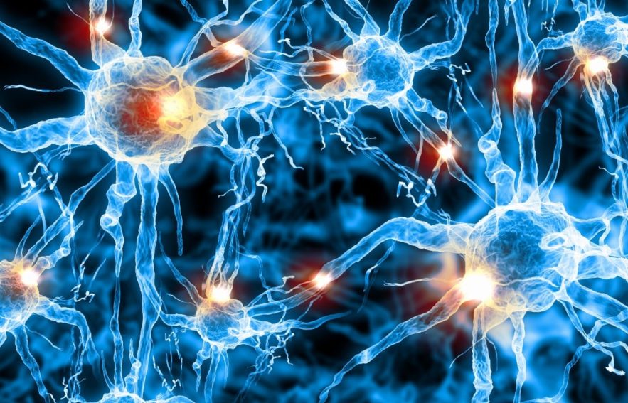 système nerveux traitement synapses fibres nerveuses