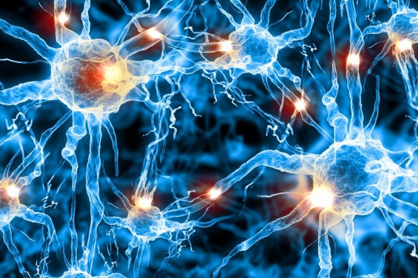système nerveux traitement synapses fibres nerveuses
