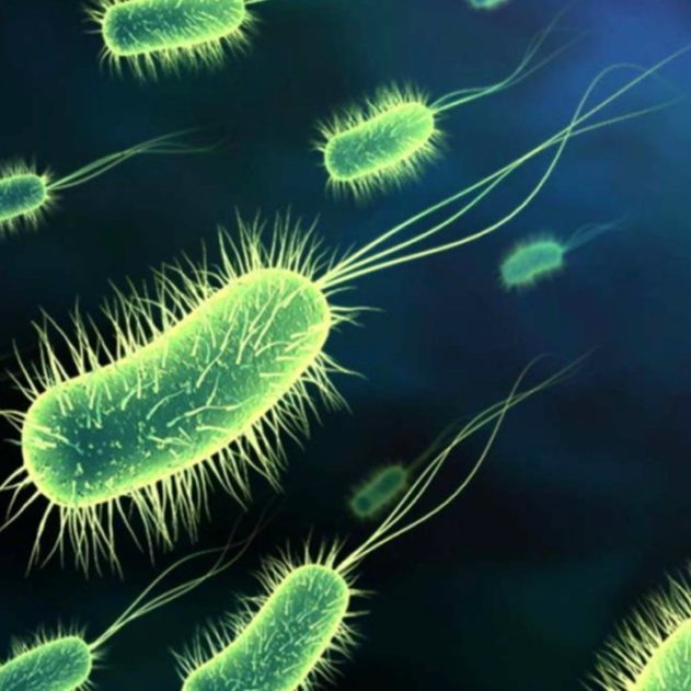 bactéries antibiotiques antimicrobiens microbes résistance