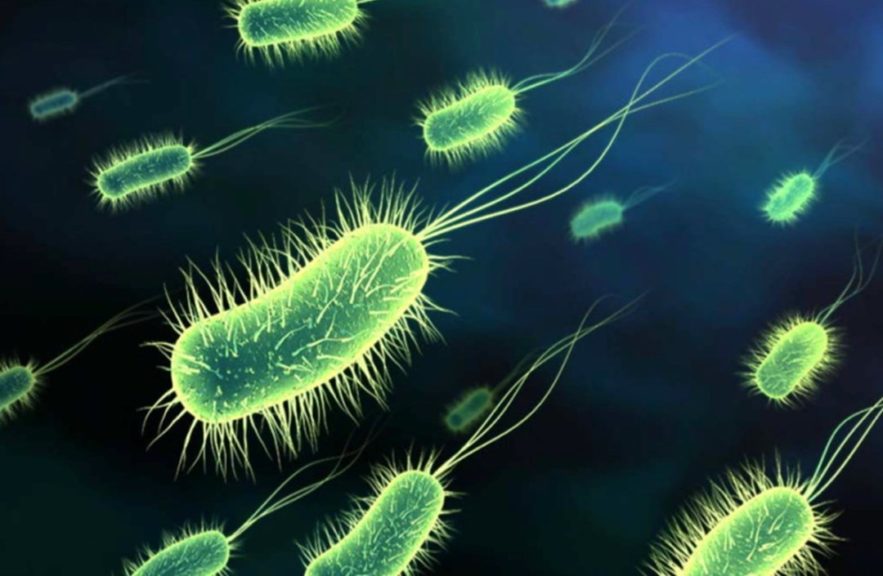 bactéries antibiotiques antimicrobiens microbes résistance
