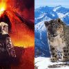 into the inferno volcan nature léopard des neiges nature planet earth documentaires