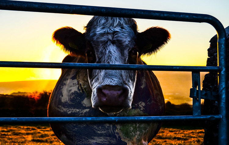 reportages nourriture viande cowspiracy