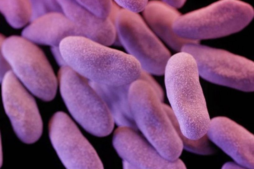 CDC bactérie augmente meme avec présence antibiotiques CRE