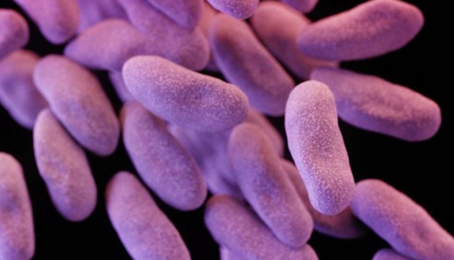 CDC bactérie augmente meme avec présence antibiotiques CRE