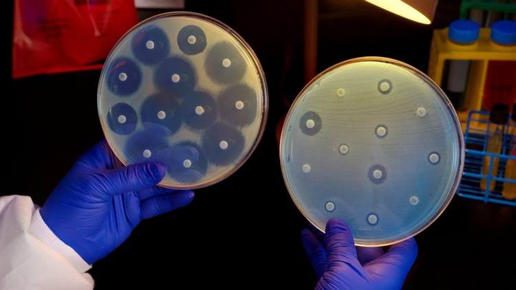 bactérie augmente meme avec présence antibiotiques