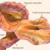 mesentere organe estomac medecine anatomie