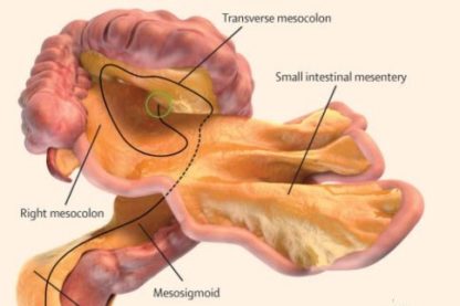 mesentere organe estomac medecine anatomie