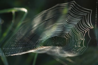 soie araignée antibiotique pansement