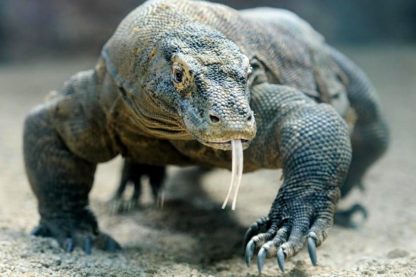 dragon de komodo sang antibiotiques bactéries superbactéries