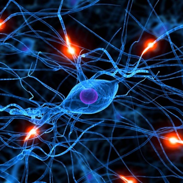 neurone synapse cerveau maladies communication