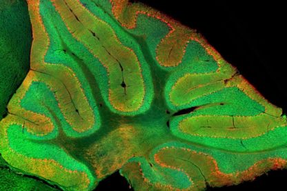 cervelet protéine flurescente verte découverte cerveau mammifère vertebré