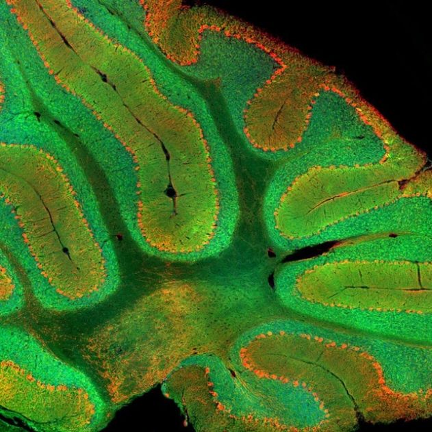 cervelet protéine flurescente verte découverte cerveau mammifère vertebré