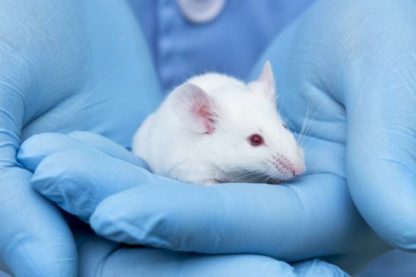 souris vieillissement adn réparer nmn