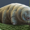 tardigrade animal microscopique extremophile