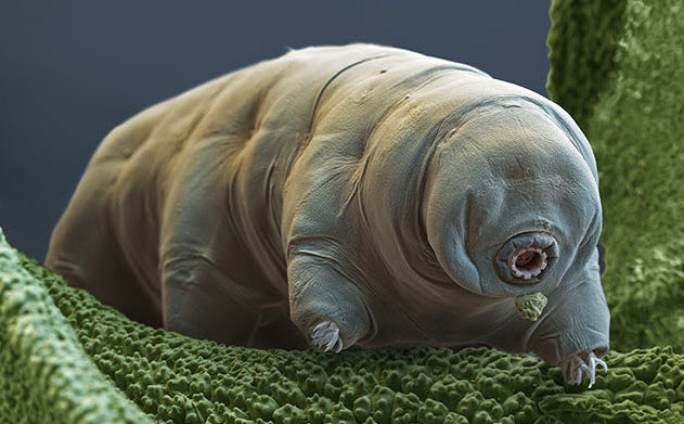 tardigrade animal microscopique extremophile