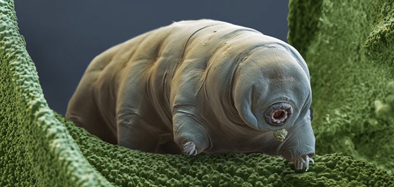 tardigrade animal microscopique extremophile