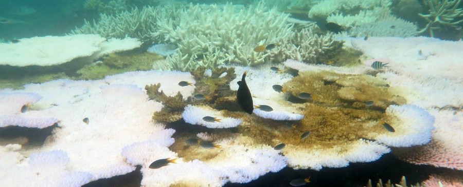 blanchissement corail phase terminale grande barriere algues