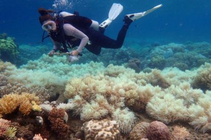 blanchissement grande barrière de corail australie rechauffement climatique