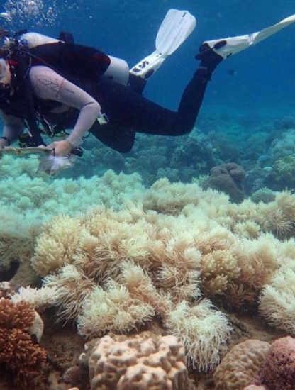 blanchissement grande barrière de corail australie rechauffement climatique