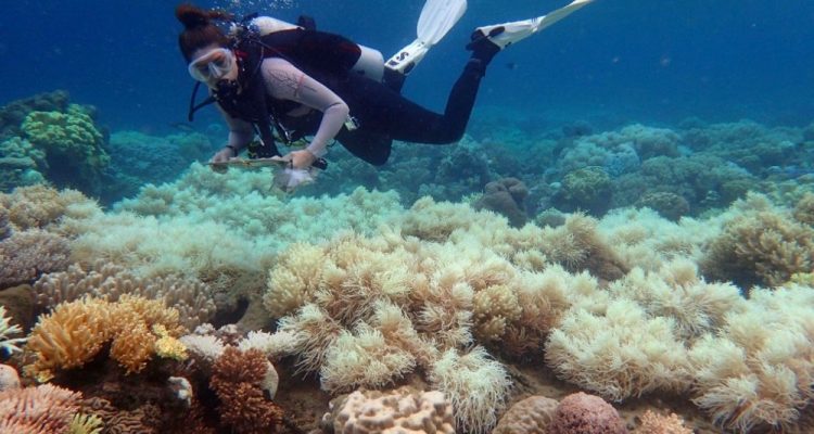 blanchissement grande barrière de corail australie rechauffement climatique
