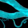 c elegans vers nematodes proteine genetique epigenetique