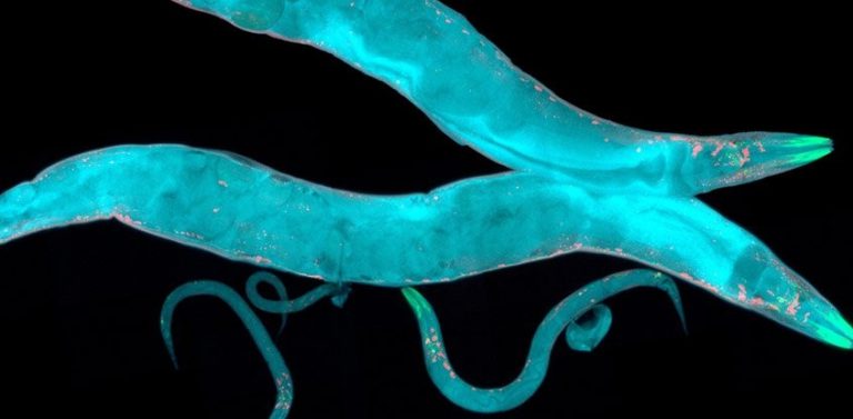 c elegans vers nematodes proteine genetique epigenetique