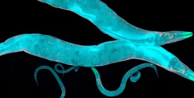 c elegans vers nematodes proteine genetique epigenetique