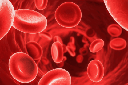 cellules rouges souches sanguines