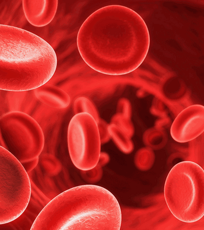 cellules rouges souches sanguines
