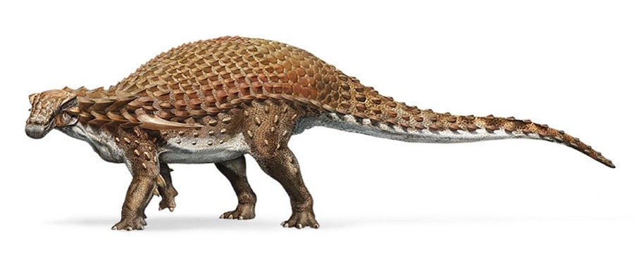 fossile nodosaure conserve dinosaure dessin créature