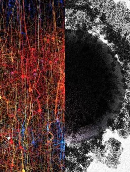 cerveau multidimensions