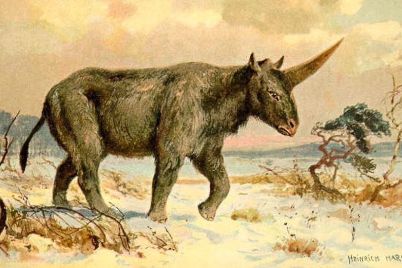 licorne de siberie rhinoceros prehistorique