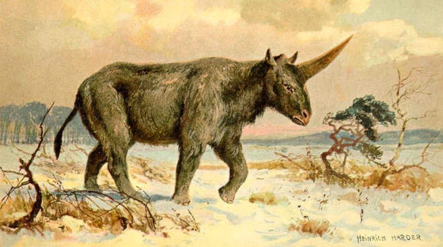 licorne de siberie rhinoceros prehistorique