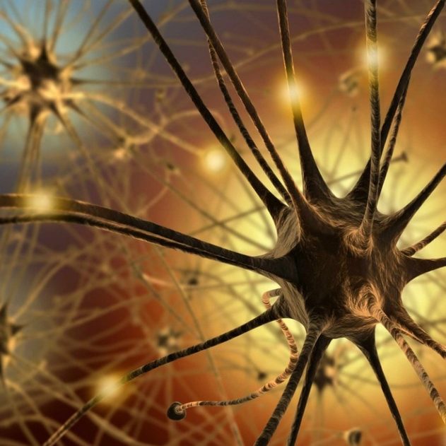neurone synapse fonctionnement mécanisme cerveau intelligent oubli mémoire souvenir