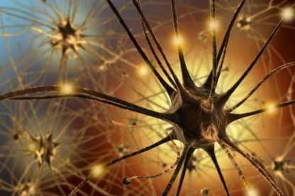 neurone synapse fonctionnement mécanisme cerveau intelligent oubli mémoire souvenir