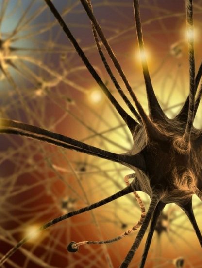 neurone synapse fonctionnement mécanisme cerveau intelligent oubli mémoire souvenir