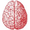 cerveau humain dessin